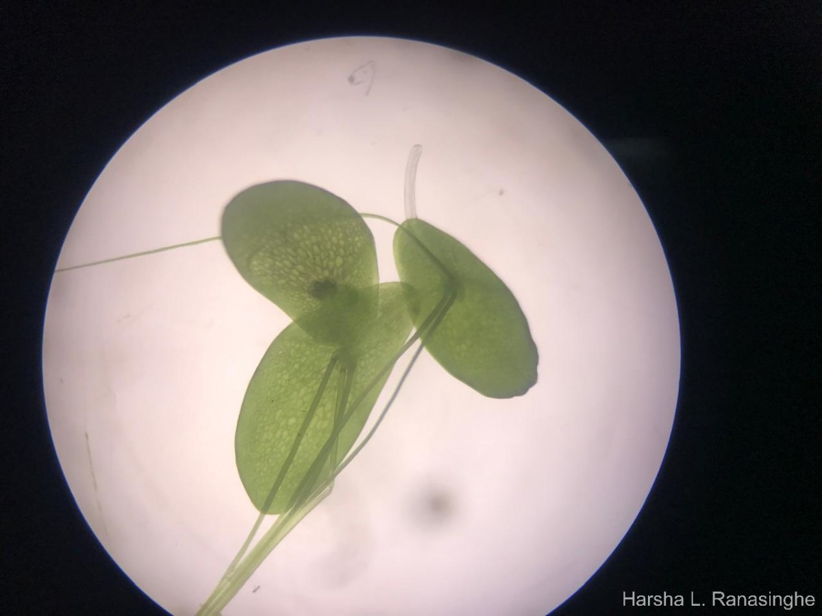 Spirodela punctata (G.Mey.) C.H.Thomps.